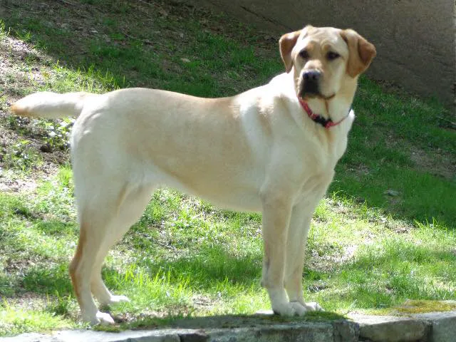 Vetco Total Care - Cody Pet Hospital 8