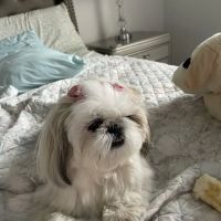 Slade Veterinary Hospital ico