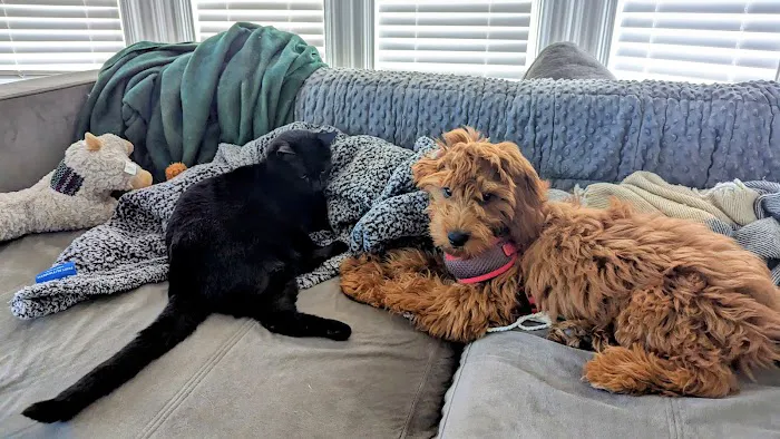 Four Paws Hotel and Spa 1
