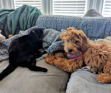 Four Paws Hotel and Spa