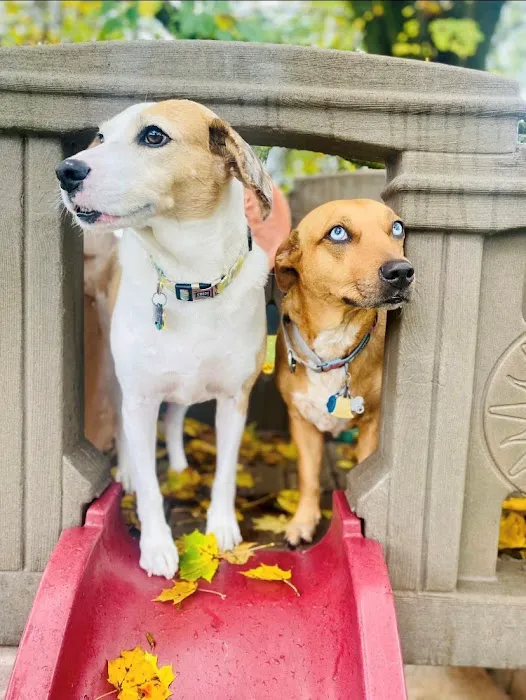 Thrive Pet Healthcare - Natick 2