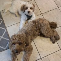 Thrive Pet Healthcare - Natick ico