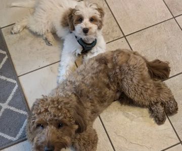 Thrive Pet Healthcare - Natick
