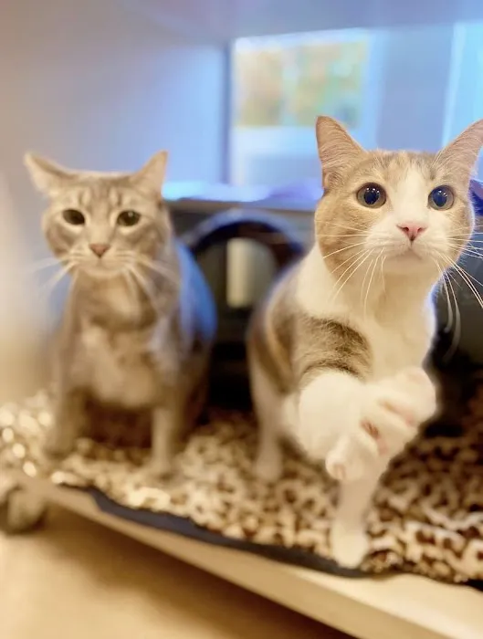 Thrive Pet Healthcare - Natick 10