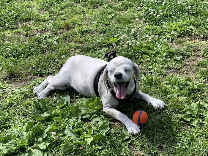Thrive Pet Healthcare - Natick 7