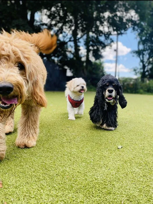 Thrive Pet Healthcare - Natick 9