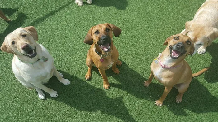 Thrive Pet Healthcare - Natick 3