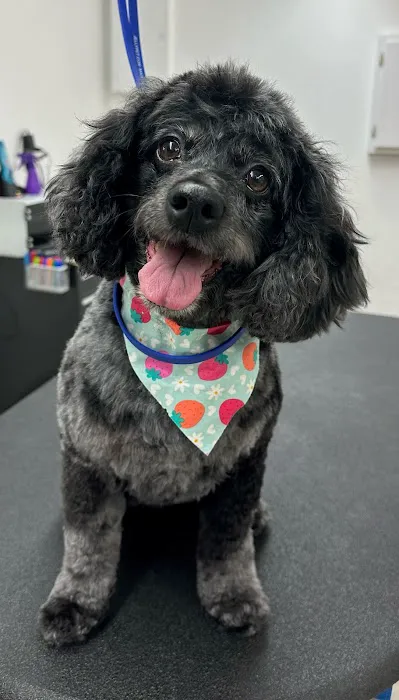 Thrive Pet Healthcare - Natick 8
