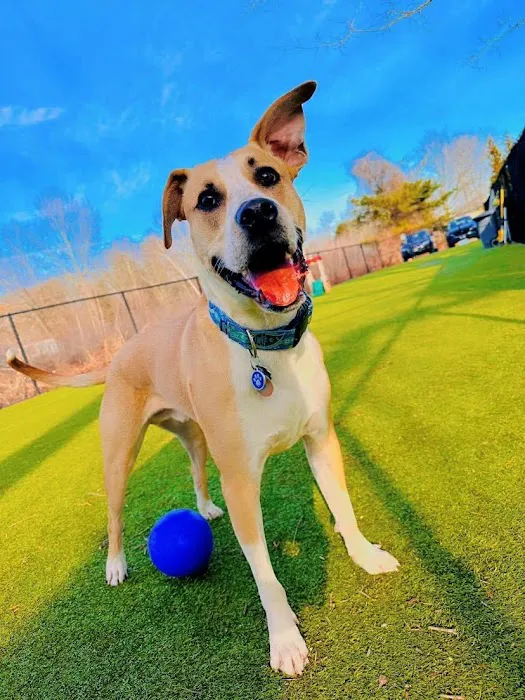 Thrive Pet Healthcare - Natick 4