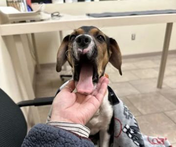 Boston West Veterinary Emergency & Specialty