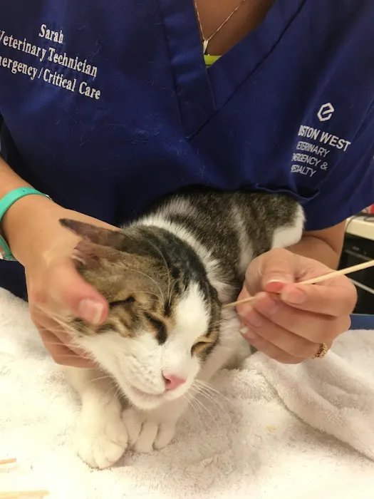 Boston West Veterinary Emergency & Specialty 8