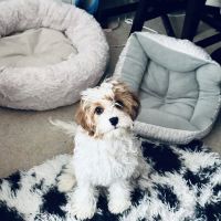 Banfield Pet Hospital ico