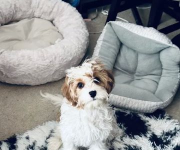 Banfield Pet Hospital