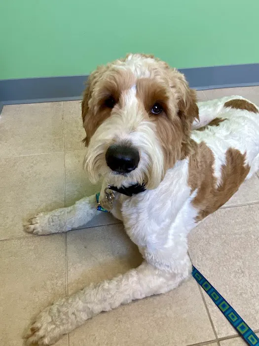 Wrentham Animal Hospital 1