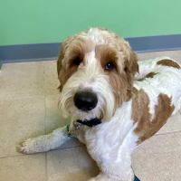 Wrentham Animal Hospital ico