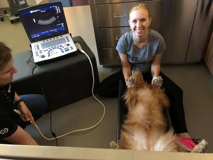 Wrentham Animal Hospital 7