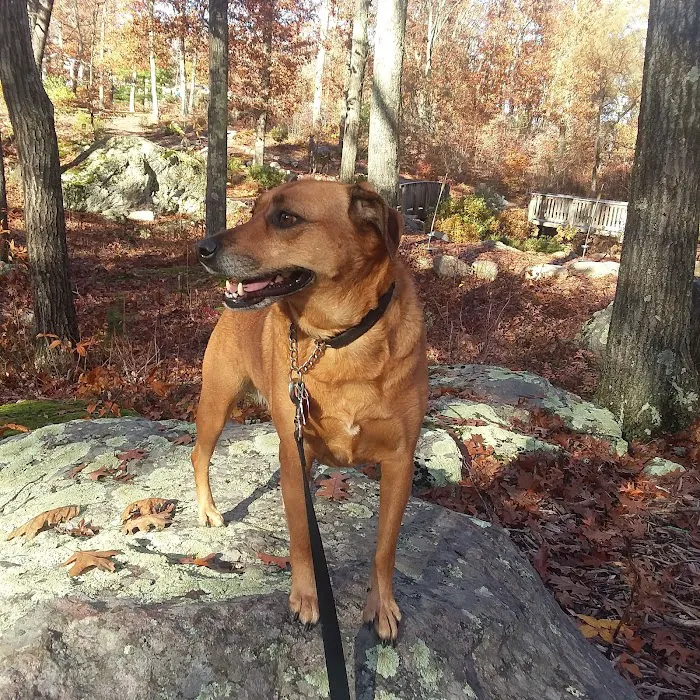 Wrentham Animal Hospital 10