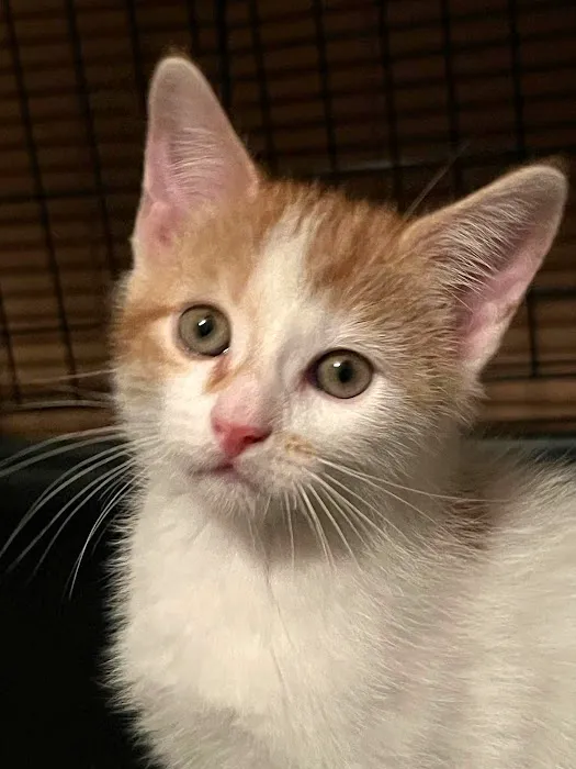 Wrentham Animal Hospital 8