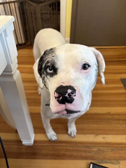 Wrentham Animal Hospital 3