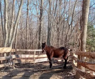 Ocean State Equine Associates
