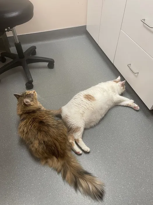 Dewitt Animal Hospital 1