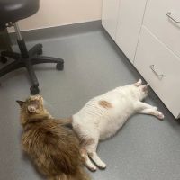 Dewitt Animal Hospital ico