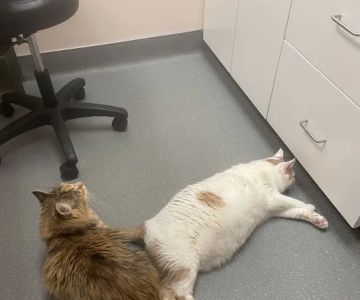Dewitt Animal Hospital