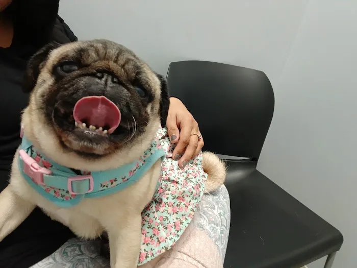 Precision Pet Urgent Care LLC 2
