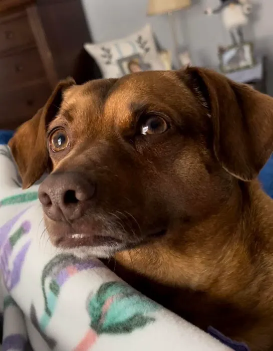 Precision Pet Urgent Care LLC 1