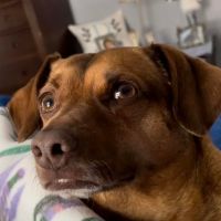 Precision Pet Urgent Care LLC ico