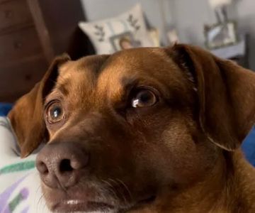 Precision Pet Urgent Care LLC