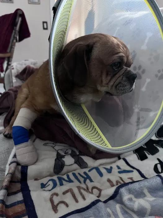 Precision Pet Urgent Care LLC 5
