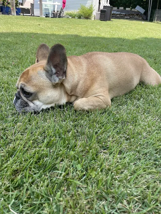 WAGS Animal Hospital 10