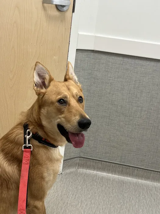 WAGS Animal Hospital 8