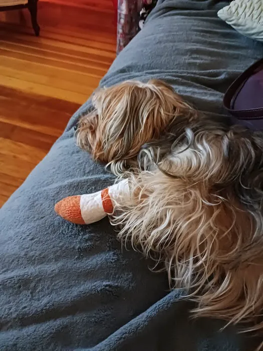 At Home Veterinary 5