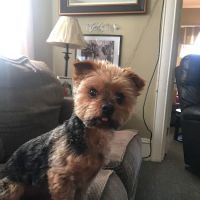 Sylvan Animal Clinic ico