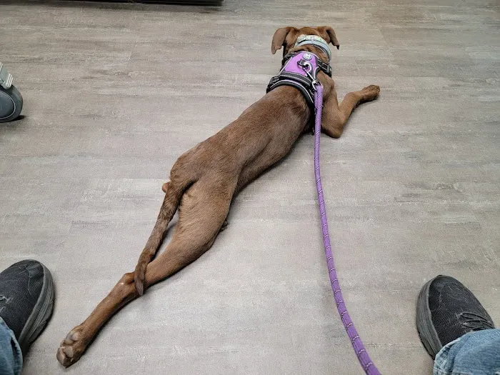 Anchor Animal Hospital 5