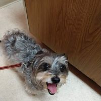 Anchor Animal Hospital ico