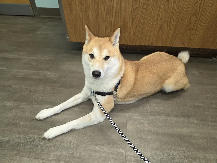 Anchor Animal Hospital 10