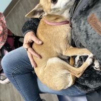 Anchor Animal Hospital Inc: Lefkowitz Katherine P DVM ico