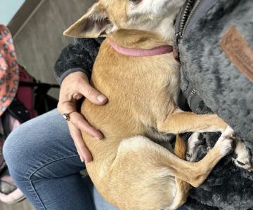 Anchor Animal Hospital Inc: Lefkowitz Katherine P DVM