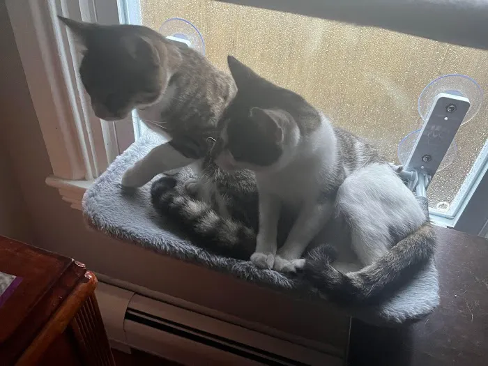 Animal Associates 8