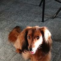 Dagenais Veterinary Clinic ico
