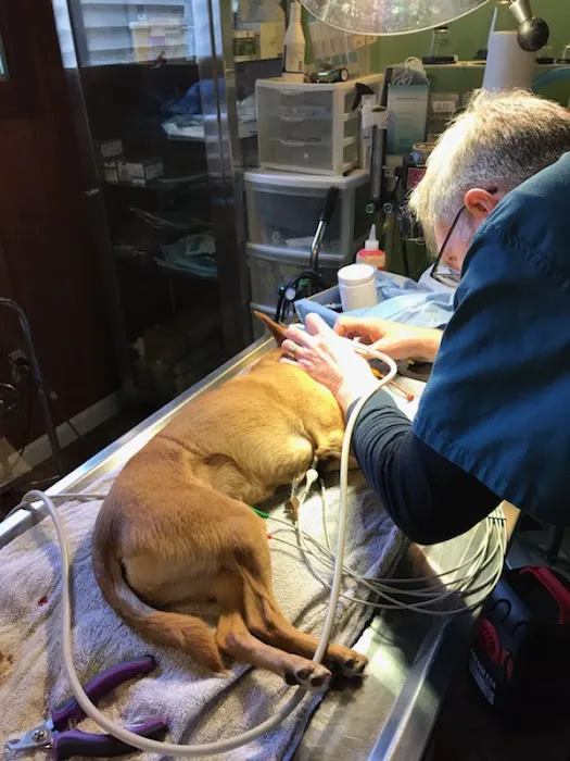 TLC Veterinary Hospital 5