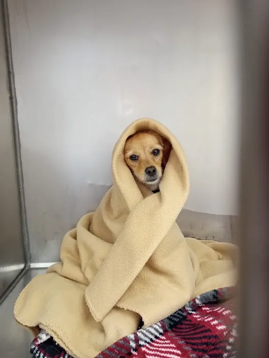 Warren Animal Hospital 8