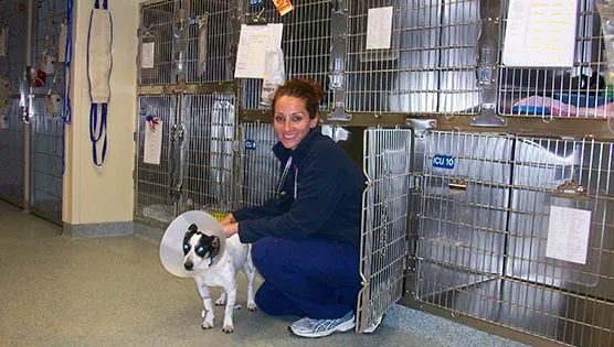 Bay State Veterinary Emergency & Specialty Services 9