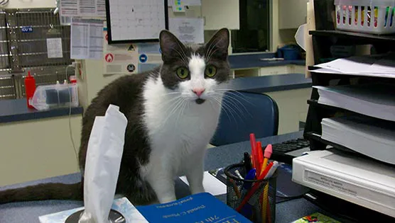 Bay State Veterinary Emergency & Specialty Services 8
