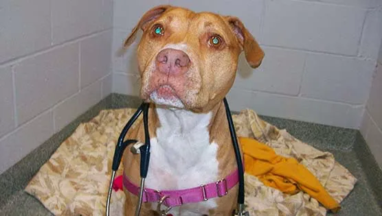 Bay State Veterinary Emergency & Specialty Services 5
