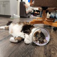 Bay State Veterinary Emergency & Specialty Services ico