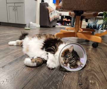 Bay State Veterinary Emergency & Specialty Services